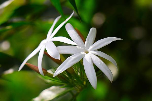 台北植物園 粉苞素馨