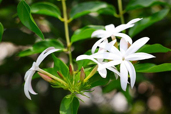 台北植物園 粉苞素馨