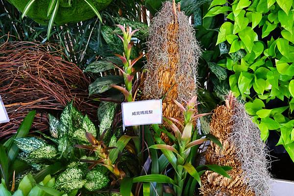 士林官邸 鳳梨科植物展