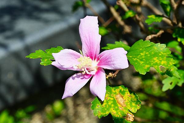 台北植物園 朝開暮落的木槿花