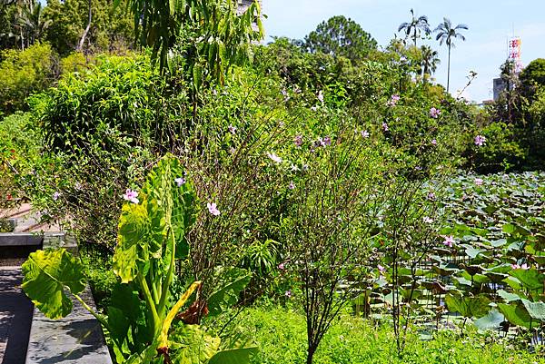 台北植物園 朝開暮落的木槿花