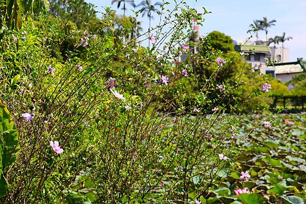 台北植物園 朝開暮落的木槿花