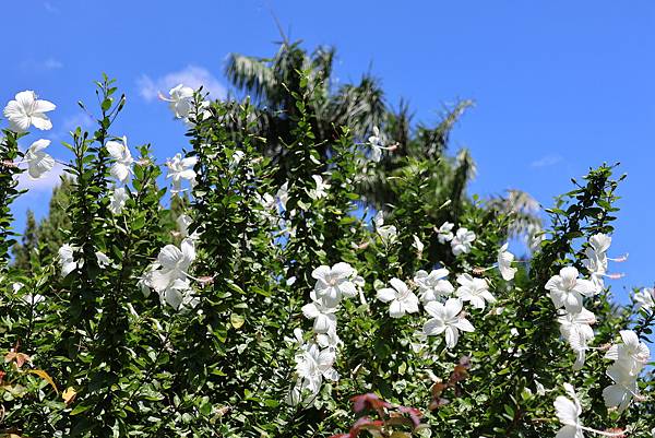 台北玫瑰園 朱槿花