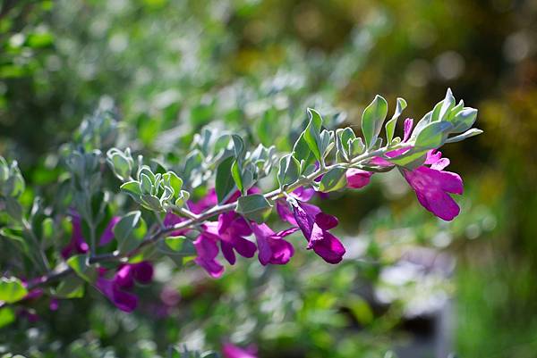 台北玫歸園 紅花玉芙蓉