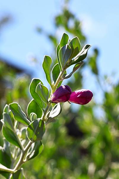 台北玫歸園 紅花玉芙蓉