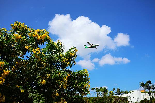 台北玫瑰園 黃鐘花