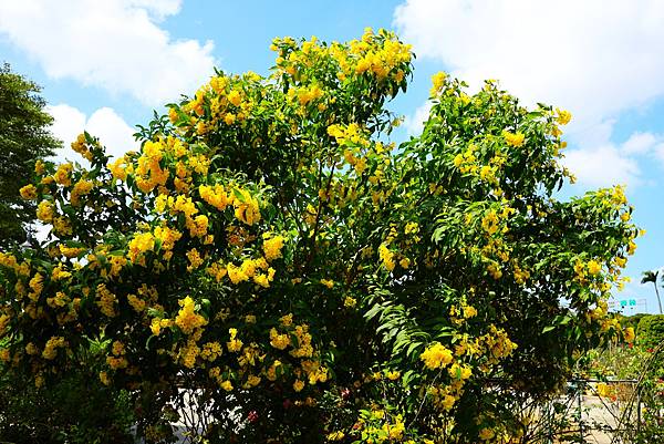 台北玫瑰園 黃鐘花