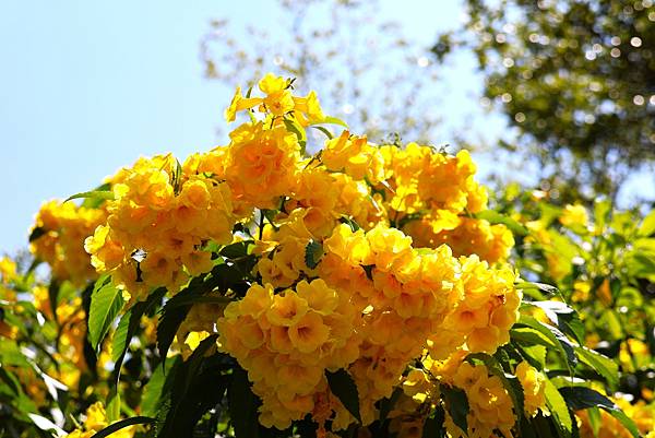 台北玫瑰園 黃鐘花