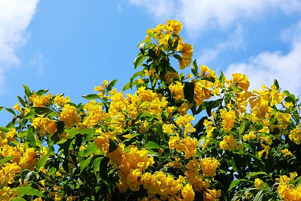 台北玫瑰園 黃鐘花