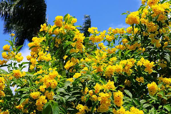 台北玫瑰園 黃鐘花