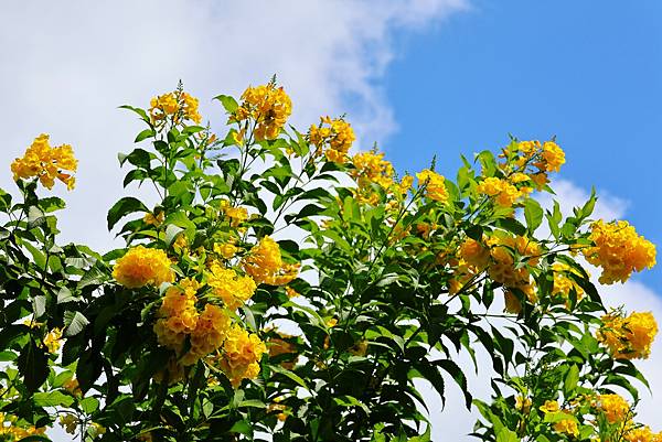 台北玫瑰園 黃鐘花