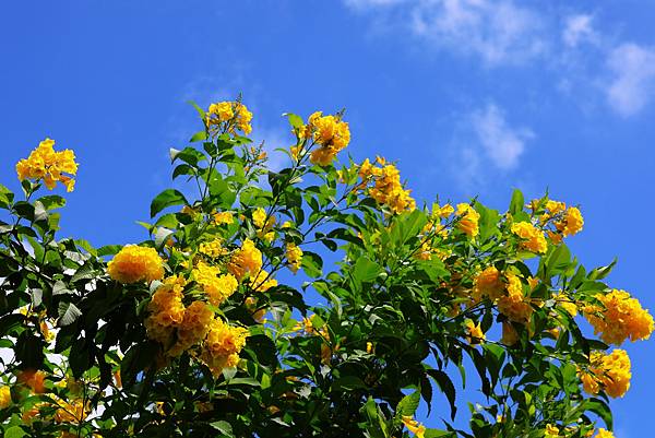 台北玫瑰園 黃鐘花