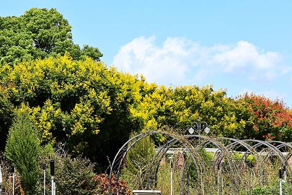 台北玫瑰園 台灣欒樹