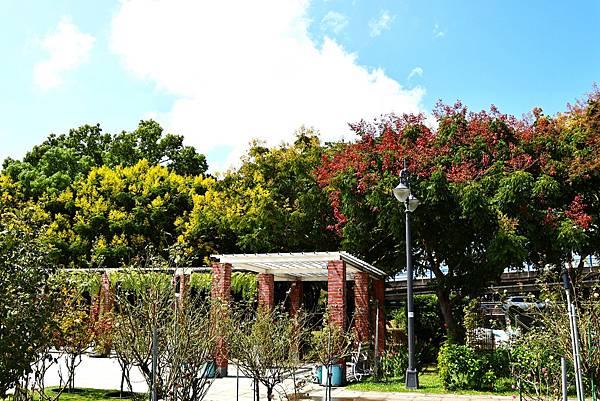 台北玫瑰園 台灣欒樹