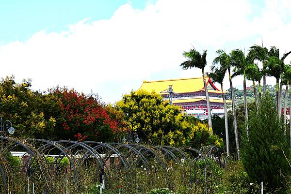 台北玫瑰園 台灣欒樹