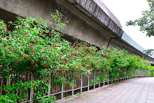 圓山花博 懸鈴花