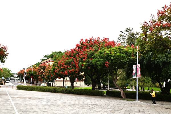 圓山花博 台灣欒樹