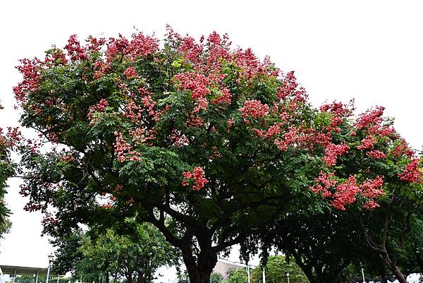 圓山花博 台灣欒樹