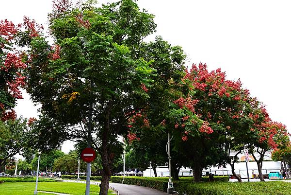 圓山花博 台灣欒樹