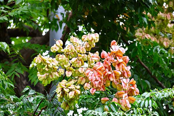 圓山花博 台灣欒樹