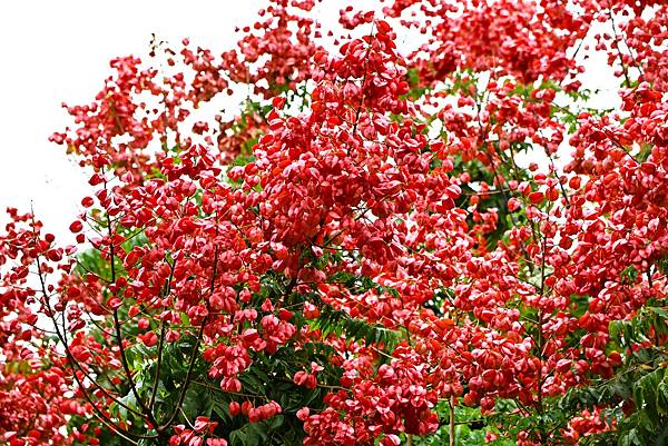 圓山花博 台灣欒樹