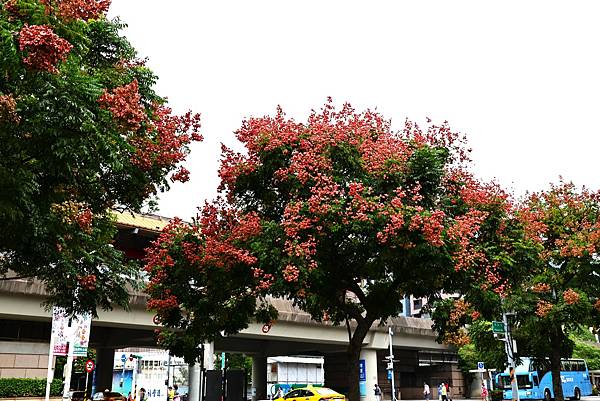 圓山花博 台灣欒樹