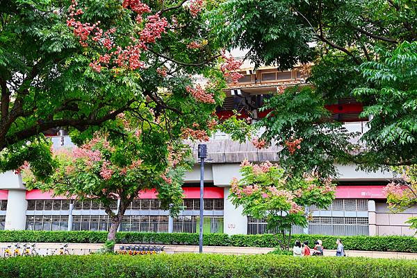 圓山花博 台灣欒樹