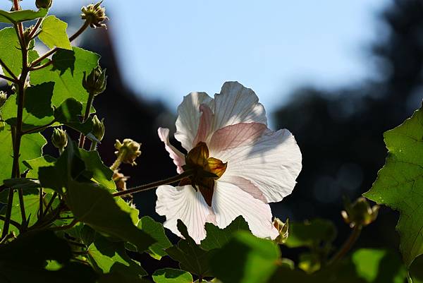 台北植物園 山芙蓉