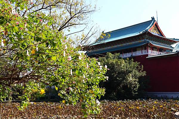 台北植物園 山芙蓉