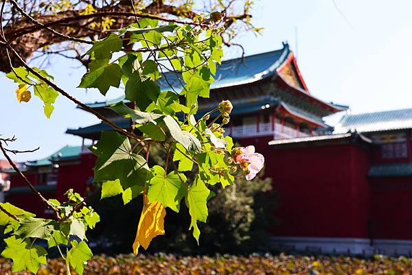 台北植物園 山芙蓉