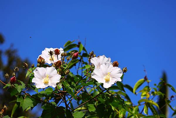 台北植物園 山芙蓉