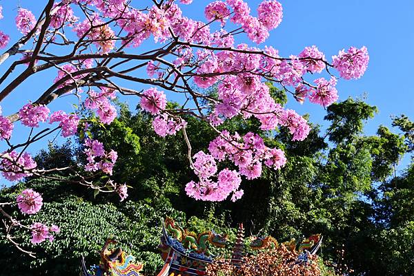 圓山花博 紅花風鈴木