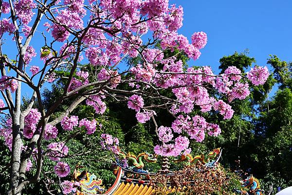 圓山花博 紅花風鈴木