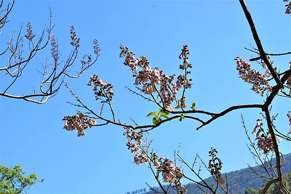 春天的浪漫 - 紫花泡桐（桐の花）