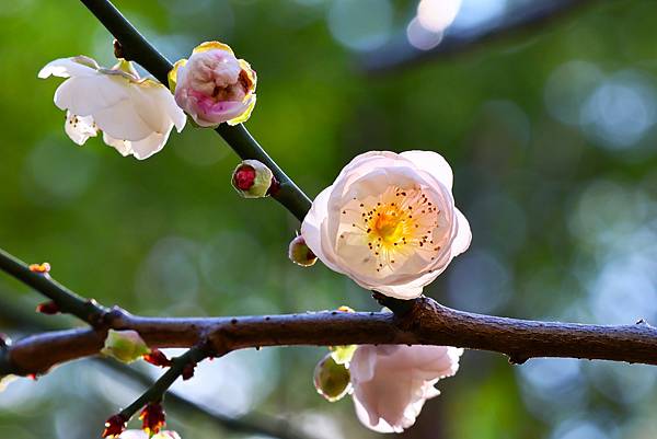 中正紀念堂 純香梅花