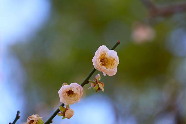 中正紀念堂 純香梅花