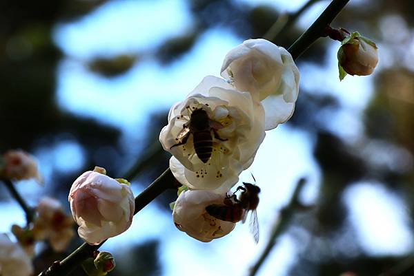 中正紀念堂 純香梅花