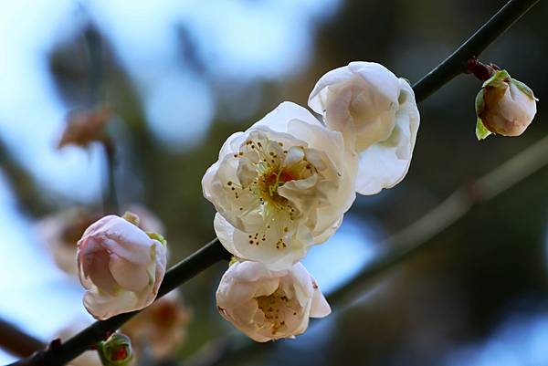 中正紀念堂 純香梅花