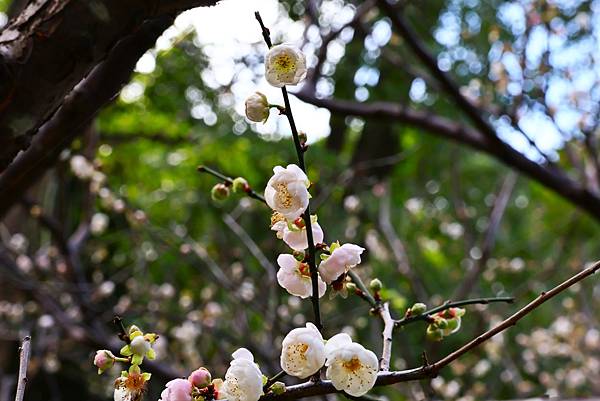 中正紀念堂 純香梅花