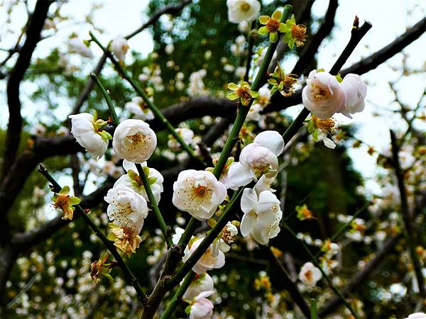 中正紀念堂 純香梅花