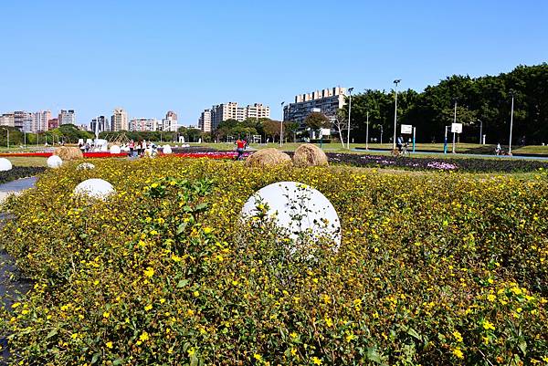 古亭和邊公園 - 油菊