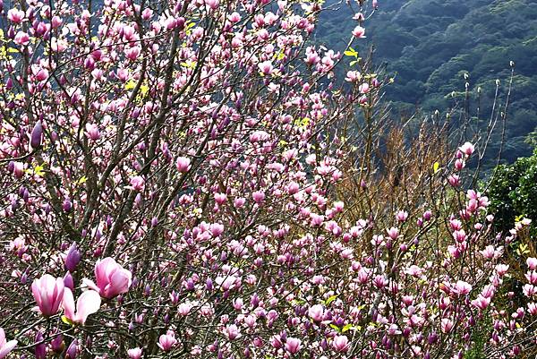 2024淡水楓樹湖 - 木蓮花