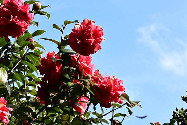 2024淡水楓樹湖 - 山茶花