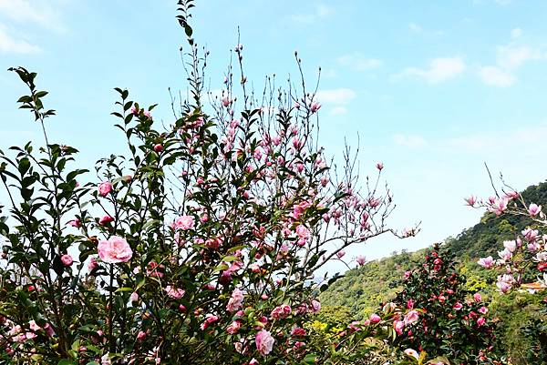 2024淡水楓樹湖 - 山茶花