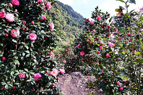 2024淡水楓樹湖 - 山茶花