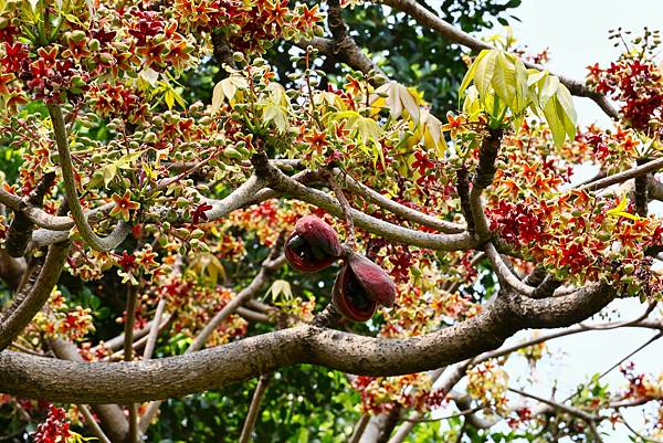 台北新生公園 掌葉蘋婆