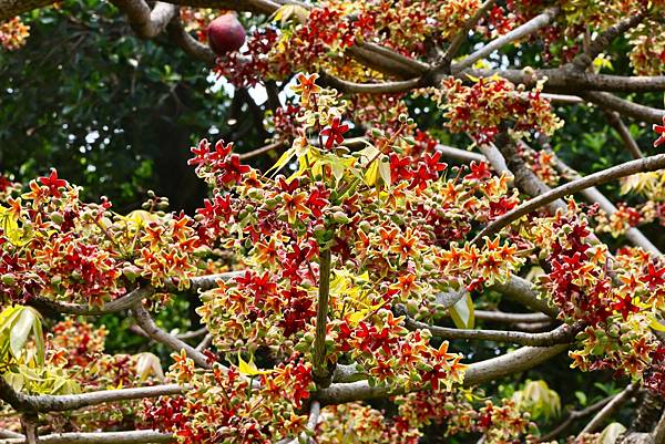 台北新生公園 掌葉蘋婆