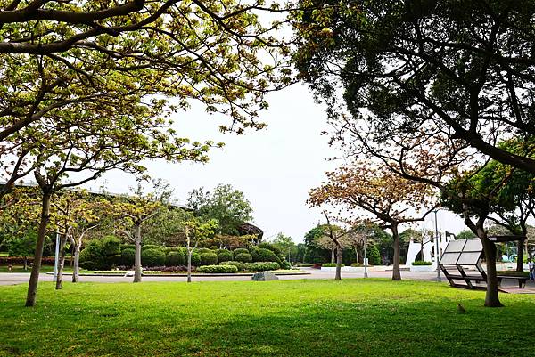 台北新生公園 掌葉蘋婆