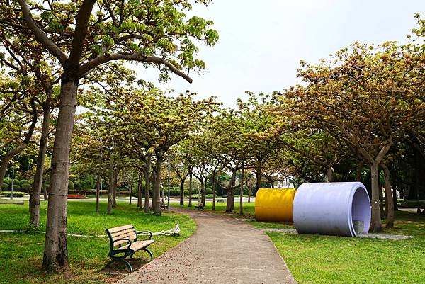 台北新生公園 掌葉蘋婆