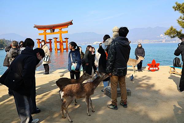 2025日本九州四國本州之旅 - 廣島縣宮島 嚴島神社